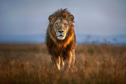 Picture of LION CLOSE UP