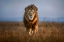 Picture of LION CLOSE UP