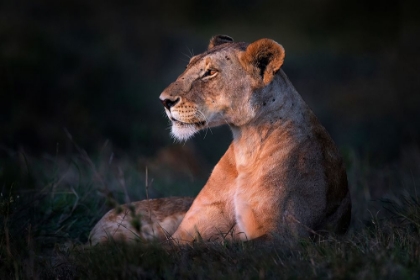 Picture of LONE LIONESS