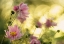 Picture of DANCE OF THE FLOWERS