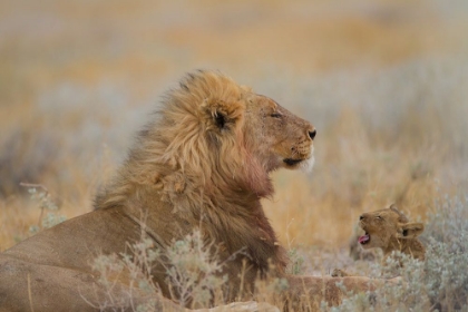 Picture of MALE LION WITH CUB