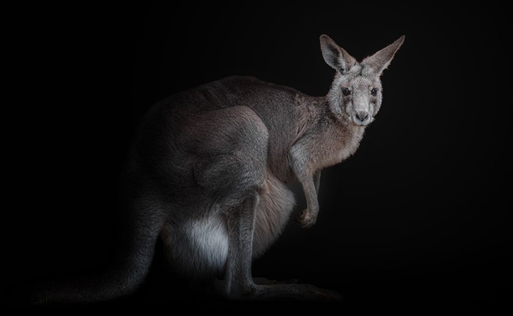 Picture of KANGAROO