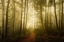 Picture of CHARM OF THE EPHEMERAL