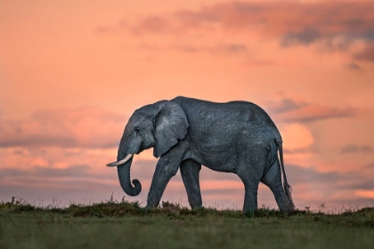 Picture of ELEPHANT AT DUSK