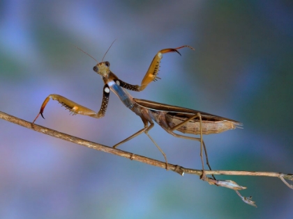 Picture of MANTIS RELIGIOSA