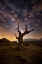Picture of LONELY