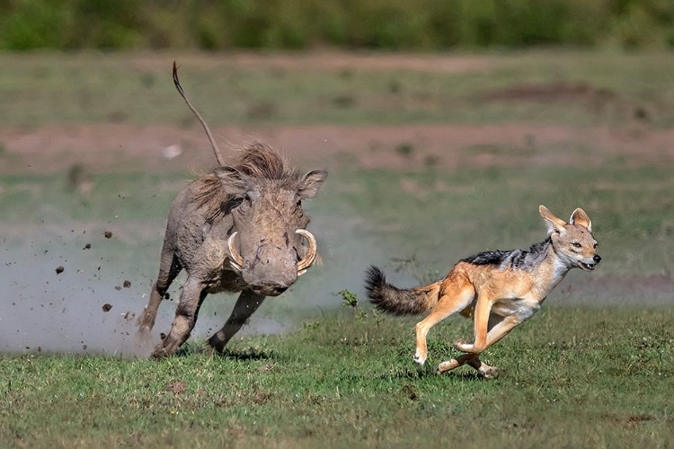 Picture of WARTHOG VS JACKAL