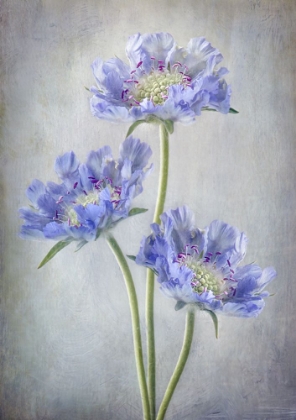 Picture of SCABIOSA