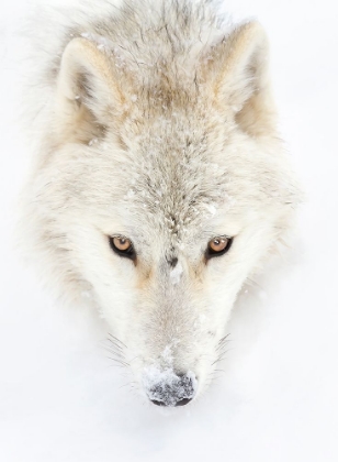 Picture of ARCTIC WOLF CLOSEUP