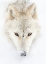 Picture of ARCTIC WOLF CLOSEUP