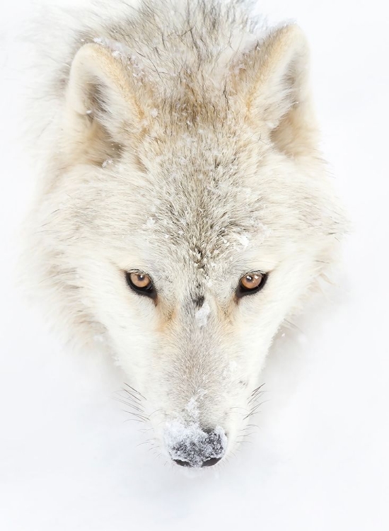 Picture of ARCTIC WOLF CLOSEUP