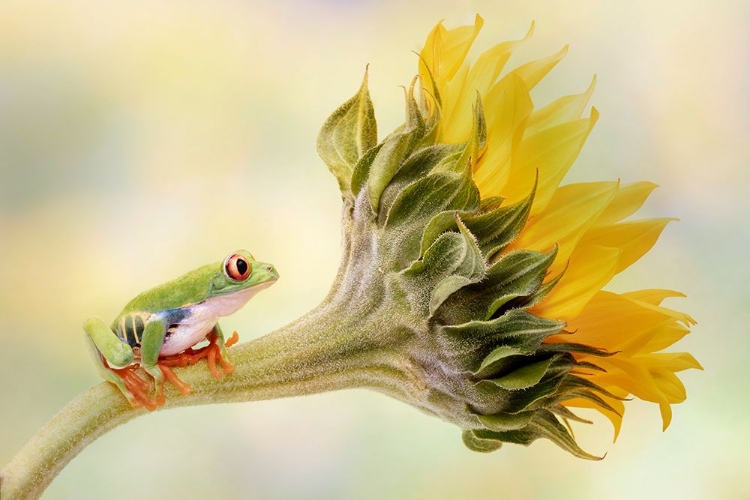 Picture of RED EYED TREE FROG ON A SUNFLOWER