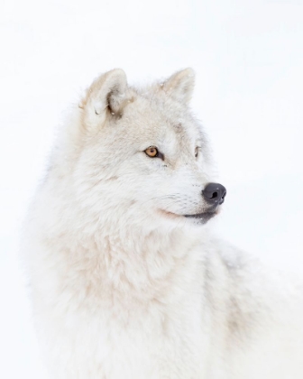 Picture of PORTRAIT OF AN ARCTIC WOLF
