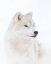 Picture of PORTRAIT OF AN ARCTIC WOLF