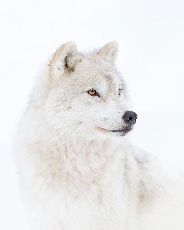 Picture of PORTRAIT OF AN ARCTIC WOLF