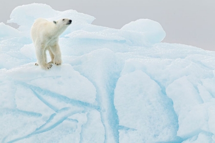 Picture of POLAR BEAR ON ICEBERG