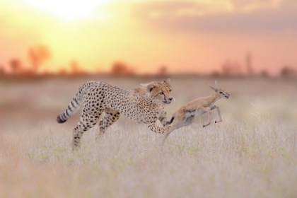 Picture of CHEETAH HUNTING A GAZELLE