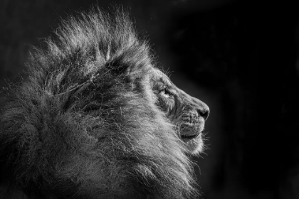 Picture of SIMBA IN MONOCHROME