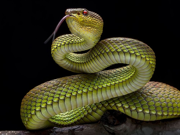 Picture of GOLDEN VENOMOUS VIPER SNAKE