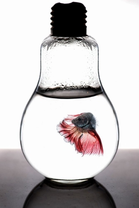 Picture of BETTA FISH RED
