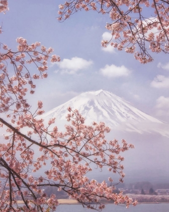 Picture of MT.FUJI IN THE CHERRY BLOSSOMS