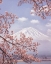 Picture of MT.FUJI IN THE CHERRY BLOSSOMS