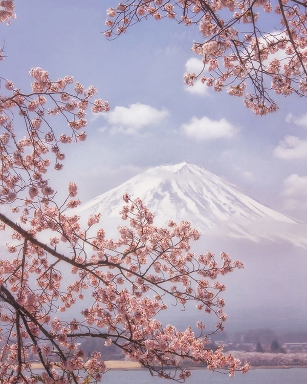Picture of MT.FUJI IN THE CHERRY BLOSSOMS