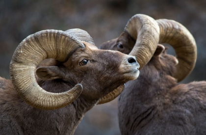 Picture of BIGHORN SHEEP-OVIS CANADENSIS