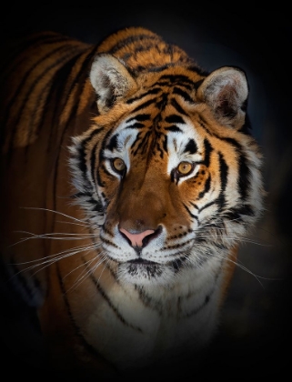 Picture of PORTRAIT OF A SIBERIAN TIGER