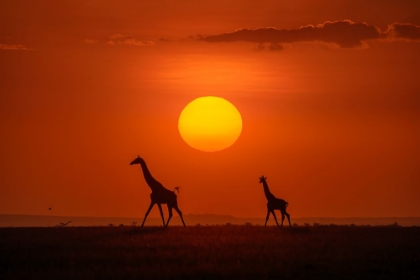 Picture of GIRAFFES IN THE SUNSET