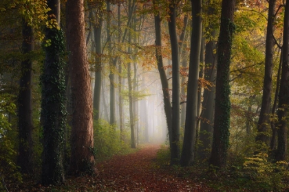 Picture of AUTUMN COLORFUL FOREST