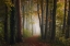 Picture of AUTUMN COLORFUL FOREST