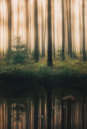 Picture of REFLECTION IN THE FOGGY FOREST