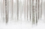 Picture of WINTERFOREST IN SWEDEN