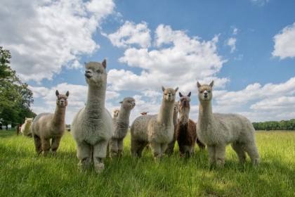Picture of SEND IN THE ALPACAS!