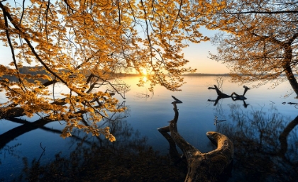 Picture of AUTUMN MORNING