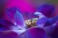 Picture of WINDFLOWER