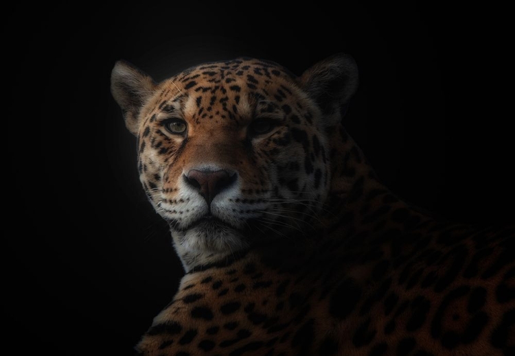 Picture of JAGUAR