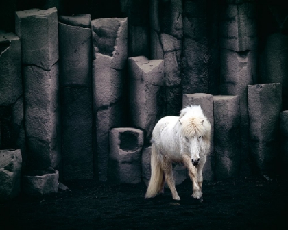Picture of ICELANDIC HORSE