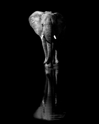 Picture of ELEPHANT