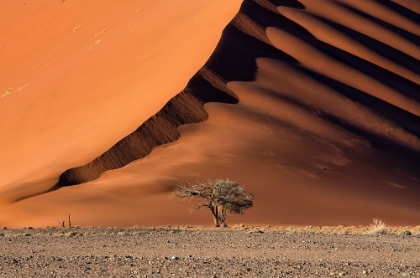 Picture of THE DUNE AND THE TREE