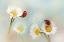 Picture of SPRINGTIME....