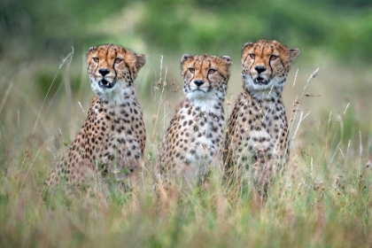 Picture of CHEETAH CUBS