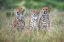 Picture of CHEETAH CUBS