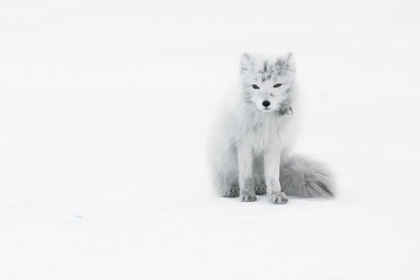 Picture of ARCTIC FOX