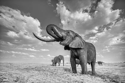 Picture of ELEPHANT DRINKING