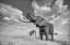 Picture of ELEPHANT DRINKING