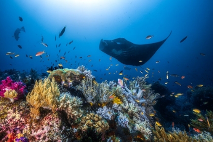 Picture of MANTA REEF ON THE REEF