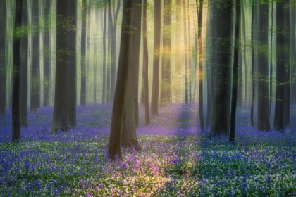 Picture of DAYDREAMING OF BLUEBELLS