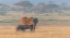 Picture of MILKING UNDER SUNRISE